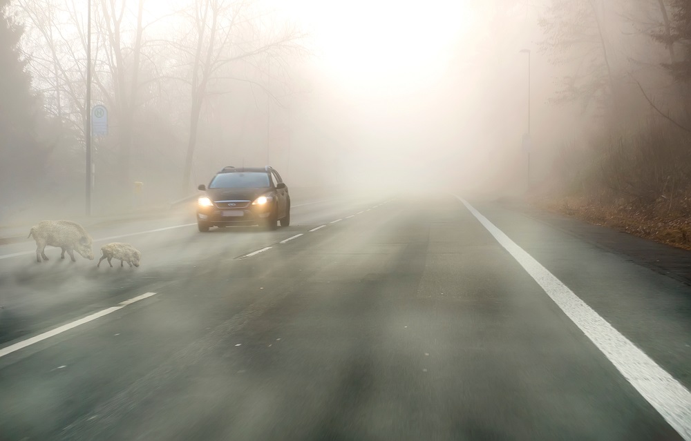 Wildwechsel und Auto bei Nebel