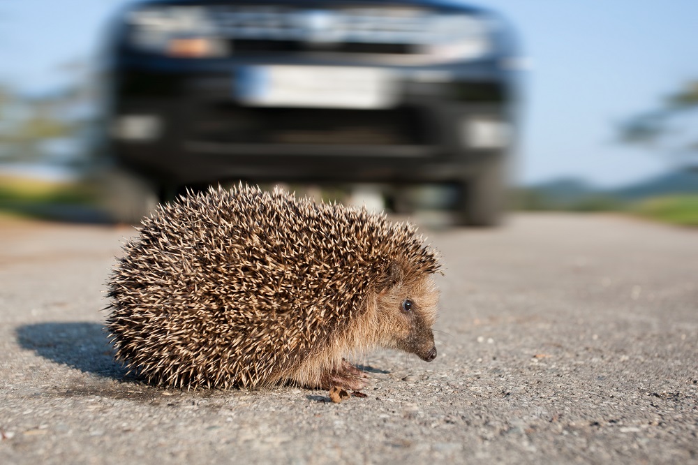 Igel überquert die Straße vor einem Auto