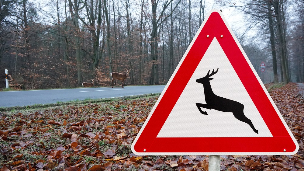 Verkehrsschild Wildwechsel