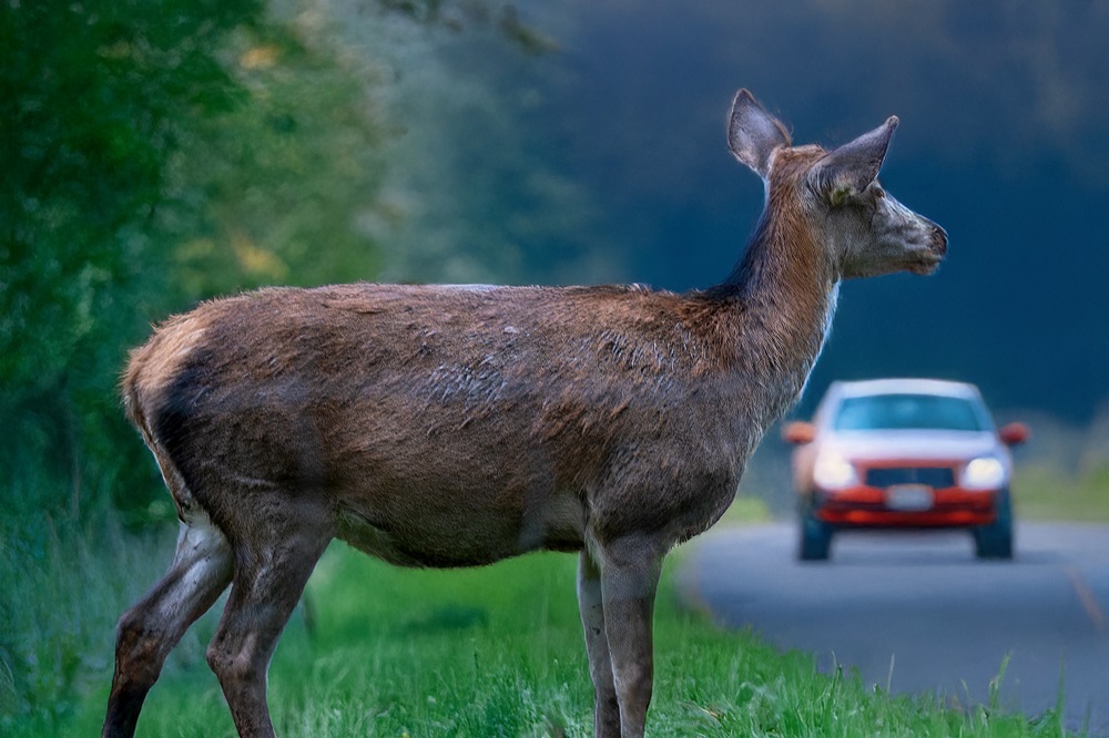 Reh am Straßenrand