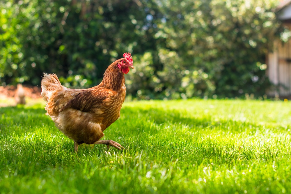 Huhn auf einer Wiese