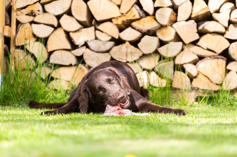 Barffutter, Hund frisst Fleisch