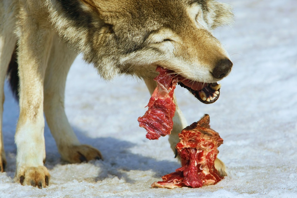 Fleischfressender Wolf als Vorbild für Barfen