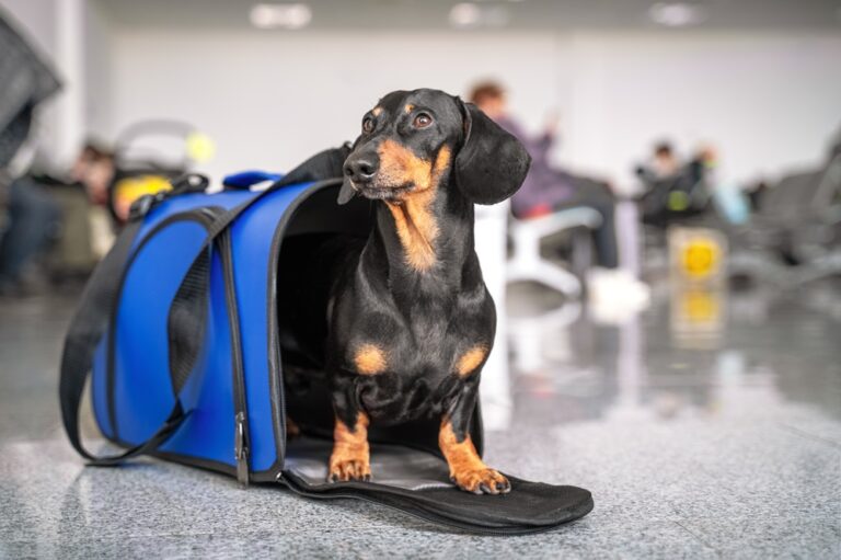 Dackel in Transportbox am Flughafen