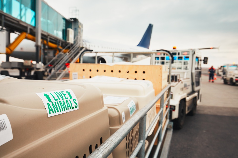 Transportbox mit einem Tier am Flughafen